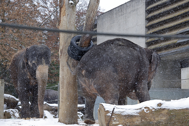 Pama im Schnee (Wilhelma)