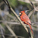 Northern Cardinal