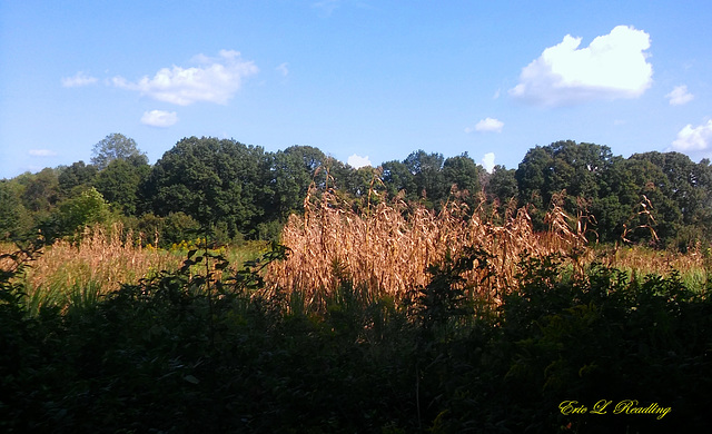 End of the cornfield