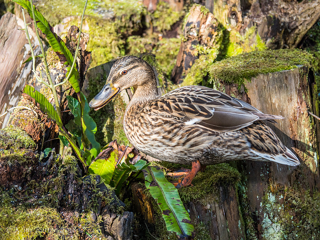 Mallard (Female)