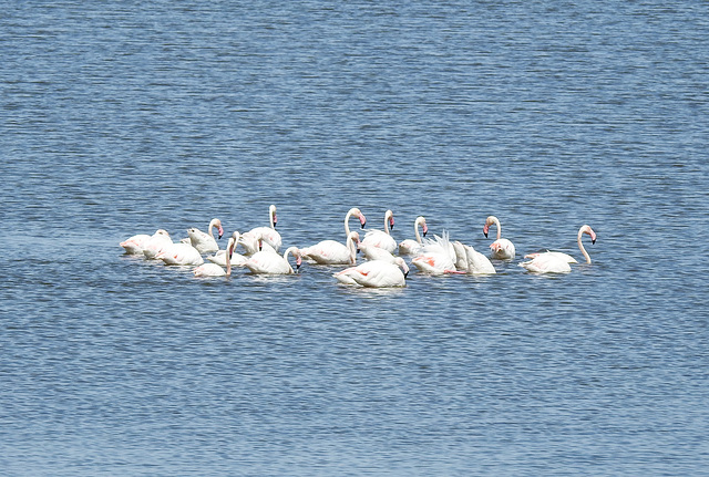 Flamingos