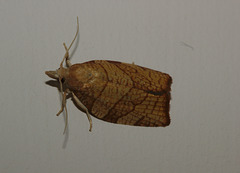 Moth IMG_8259