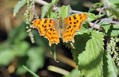 Comma