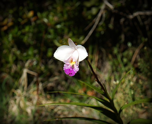 Arundina  graminifolia at Kilauea Iki
