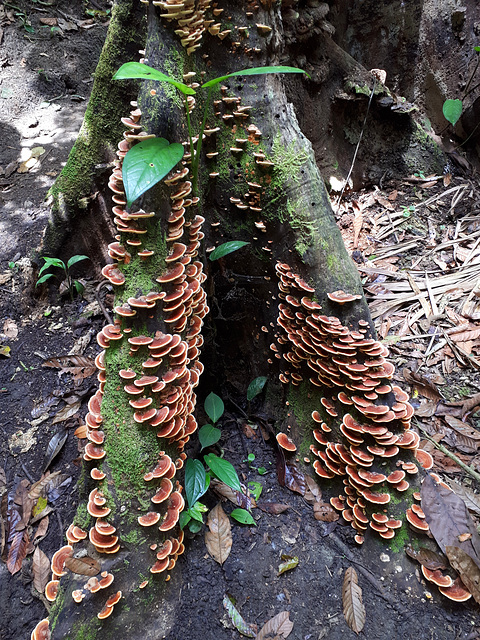 Bracket fungi on tree buttresses