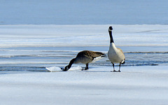 Great work: Canada goose breaking up thin ice.