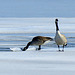 Great work: Canada goose breaking up thin ice.