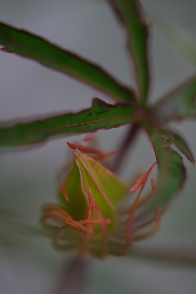 DSCF3390