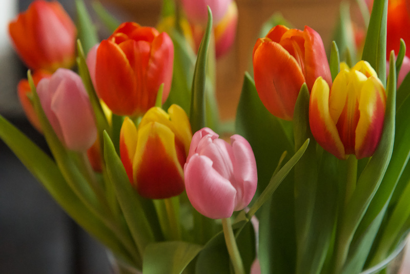 Tulpen