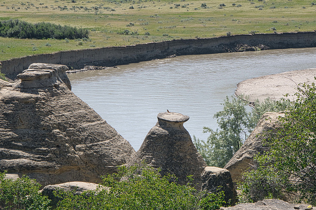 a solitary perch