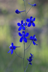 Tall Meadow Larkspur