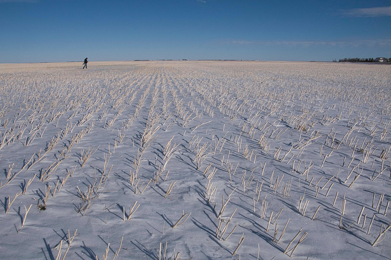 snow and stubble