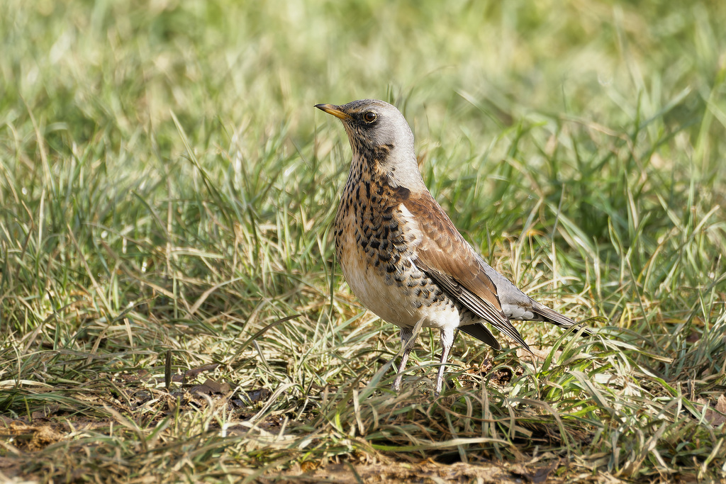 Fieldfare