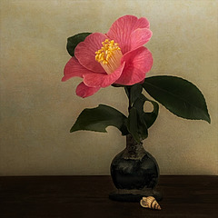 a saturday camelia 1