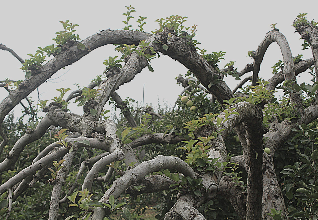 Apple Orchard