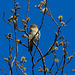 Willow Warbler
