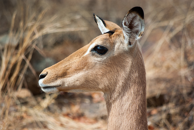 South Africa Kruger Park IGP7093