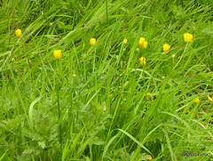 Wild Flowers - ID?