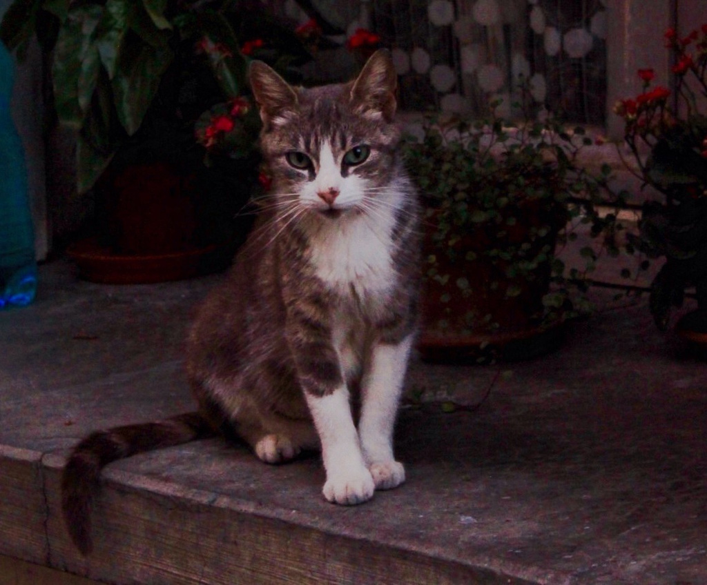 A Cat in the Night