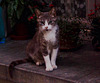 A Cat in the Night