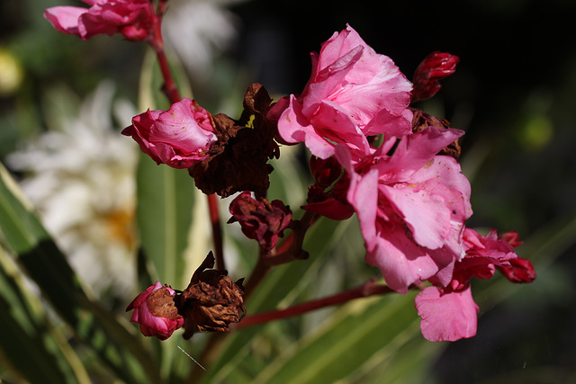 fleurs de Laurier