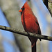 Northern Cardinal