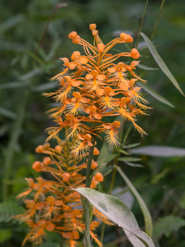 Platntera ciliaris (Yellow Fringed orchid)
