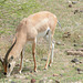 Ngorongoro, The Grant's Gazelle