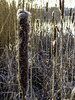 Frosted Bullrush in the sunlight