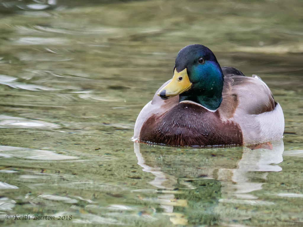 Mallard (Male)