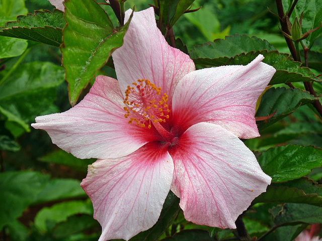 Schönheit Hibiskus