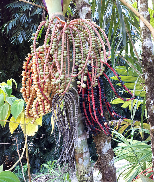 Palm berries