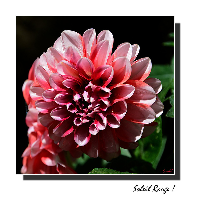 Dahlia 2019