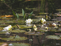 Pond lilies