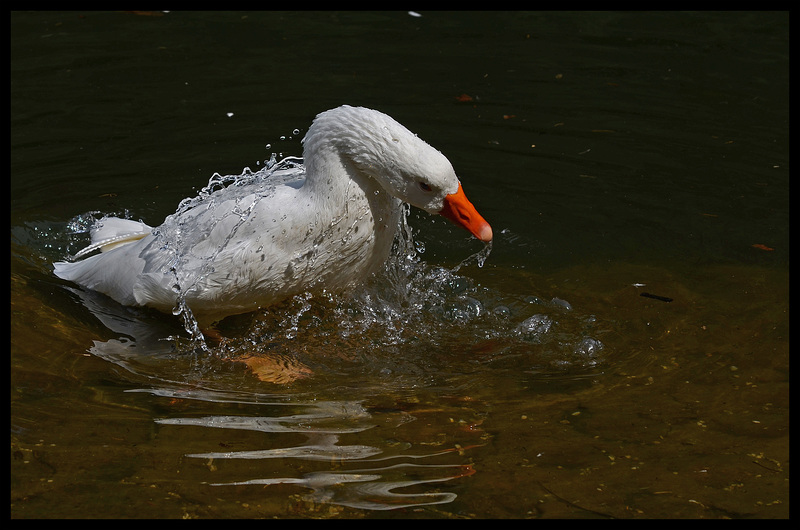 Je prends ma douche