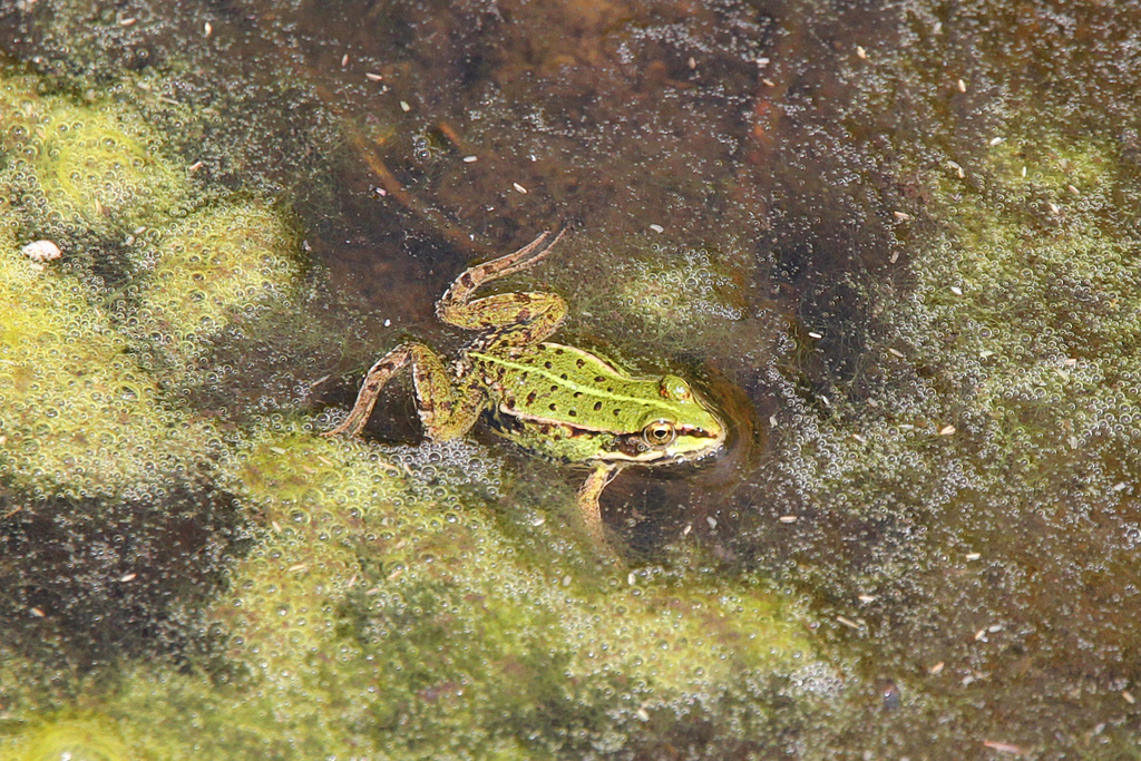 Kleiner Wasserfrosch 2