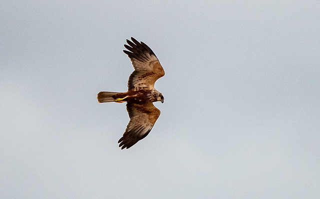 Marsh harrier