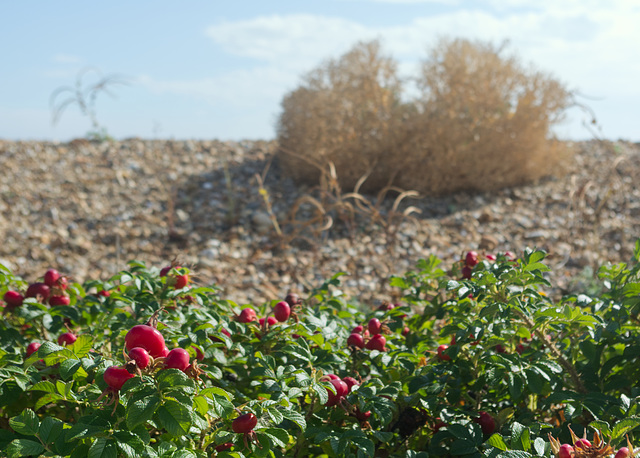 Rosehips on the beach