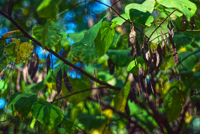 Redbud Leaves