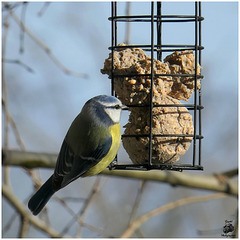 Une petite Mésange Bleue ...