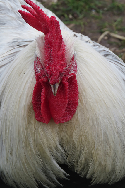 clissold park cock