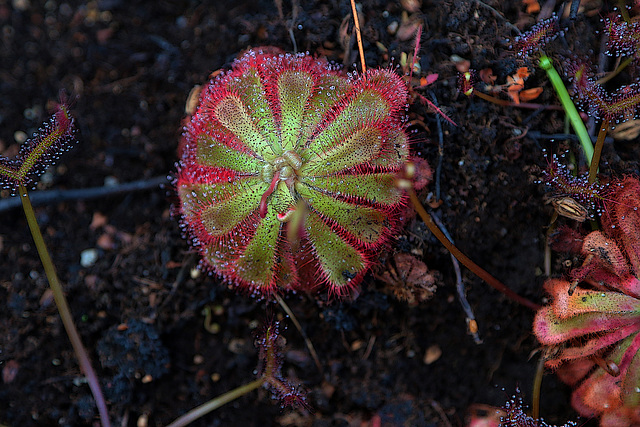 La drosera