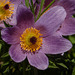 Pasqueflower / Pulsatilla vulgaris