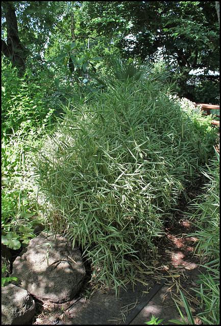 Phalaris arundinacea