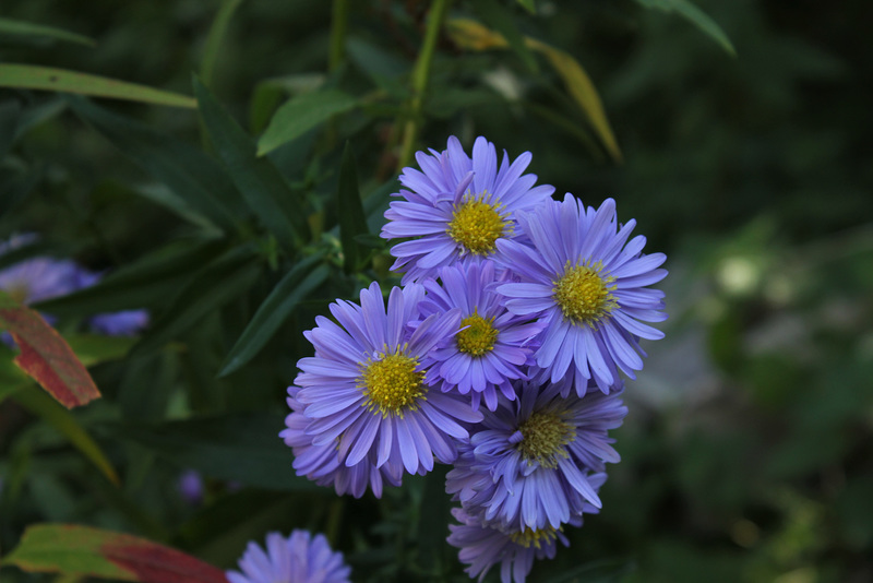 Aster