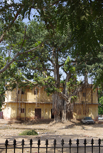 Banyan Tree