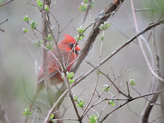 Northern Cardinal