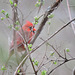 Northern Cardinal