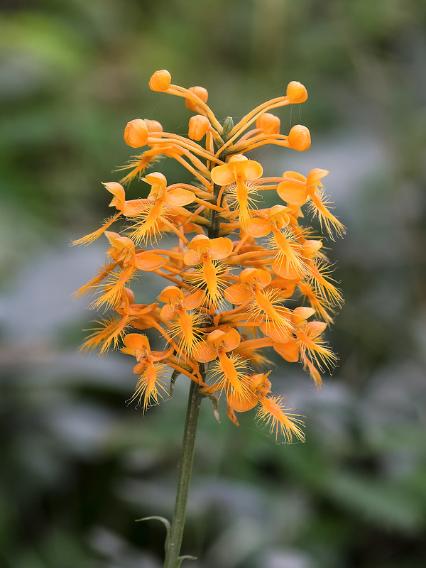Platntera ciliaris (Yellow Fringed orchid)