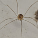 Harvestman EF7A4008